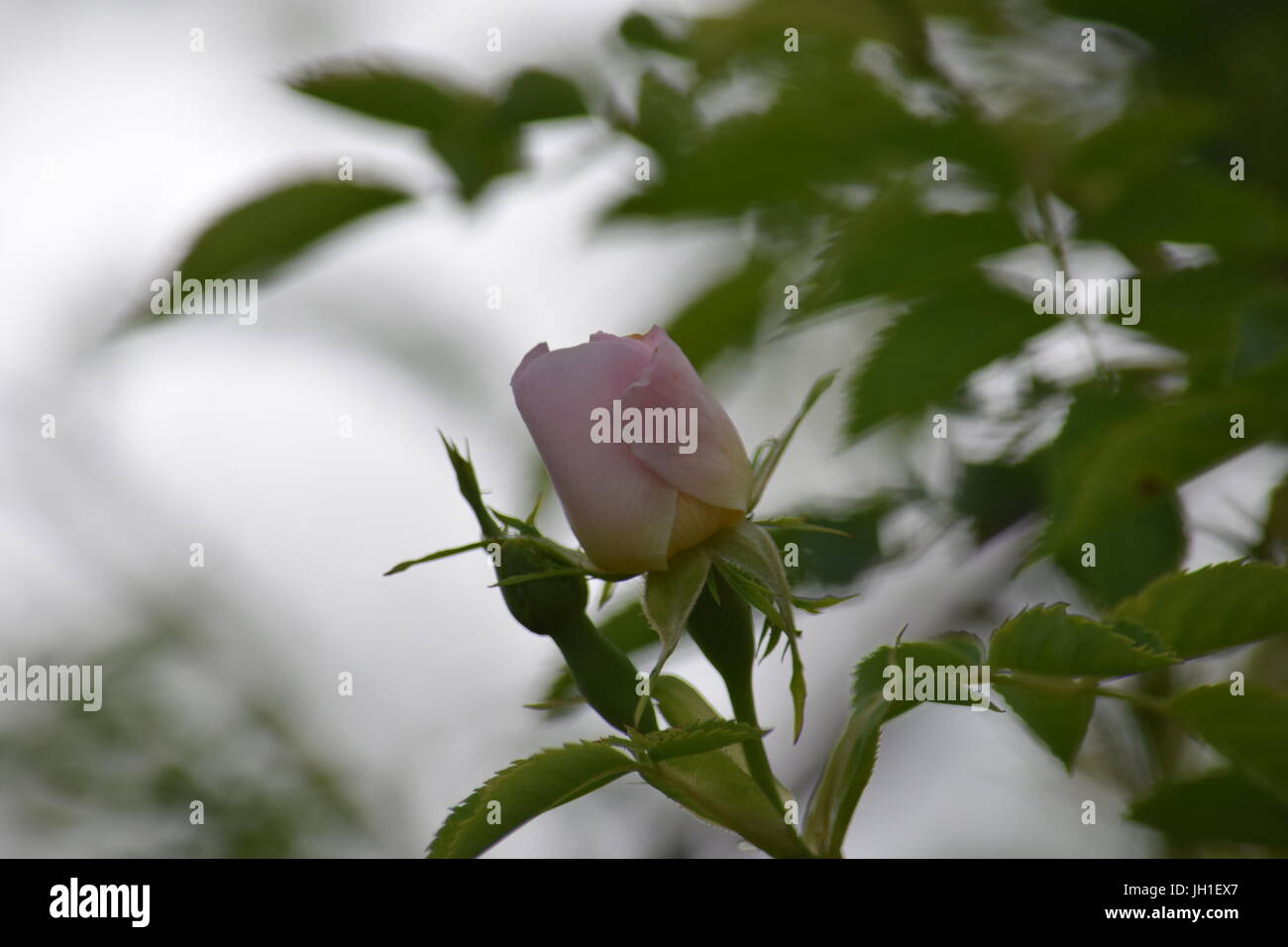 Opening rose bud Stock Photo Alamy