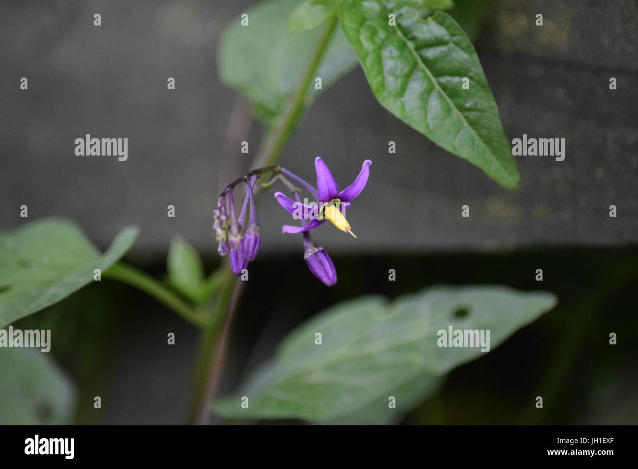 Atropa belladonna flowers Stock Photo