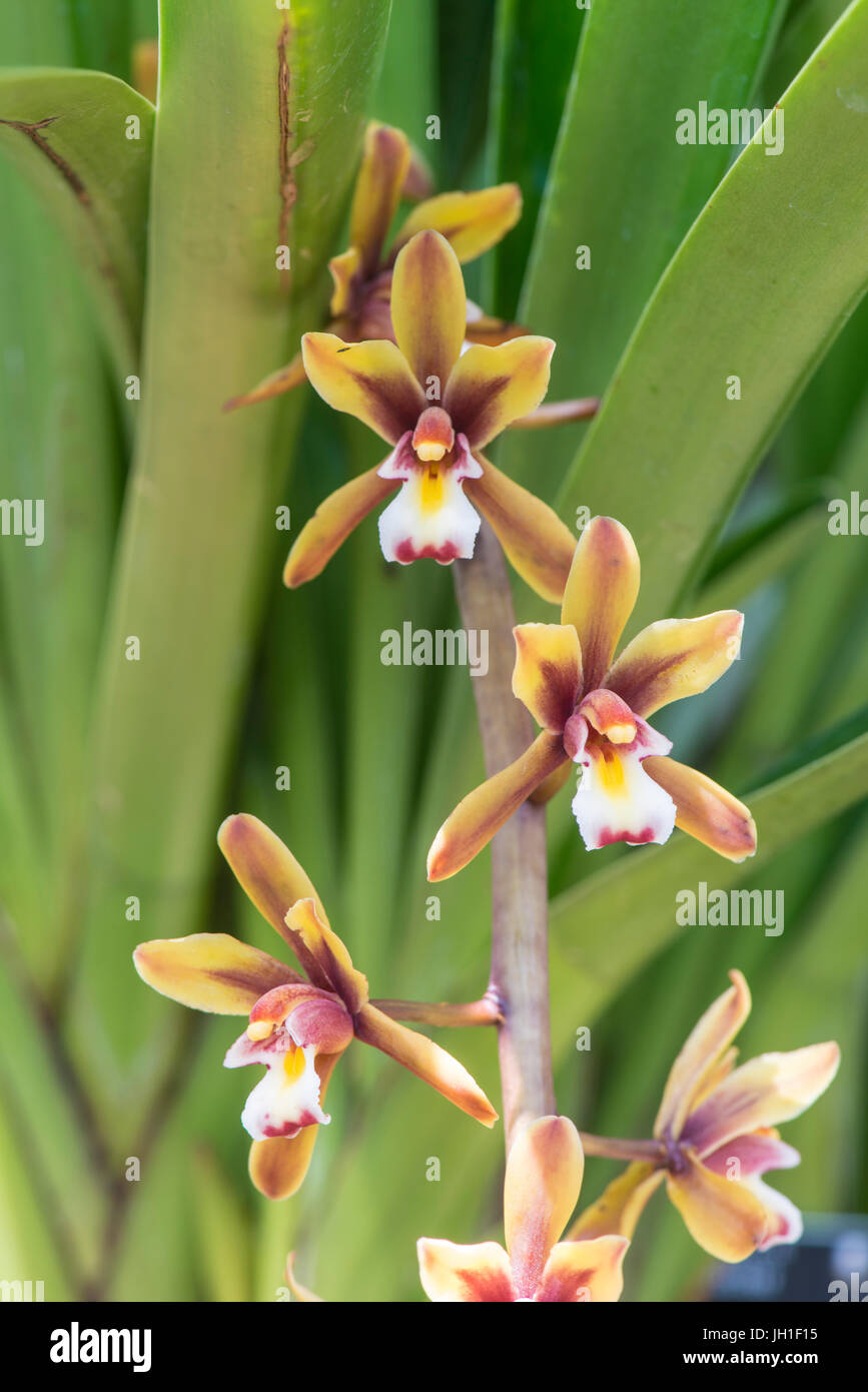 Orchid: Cymbidium atropurpureum. Stock Photo