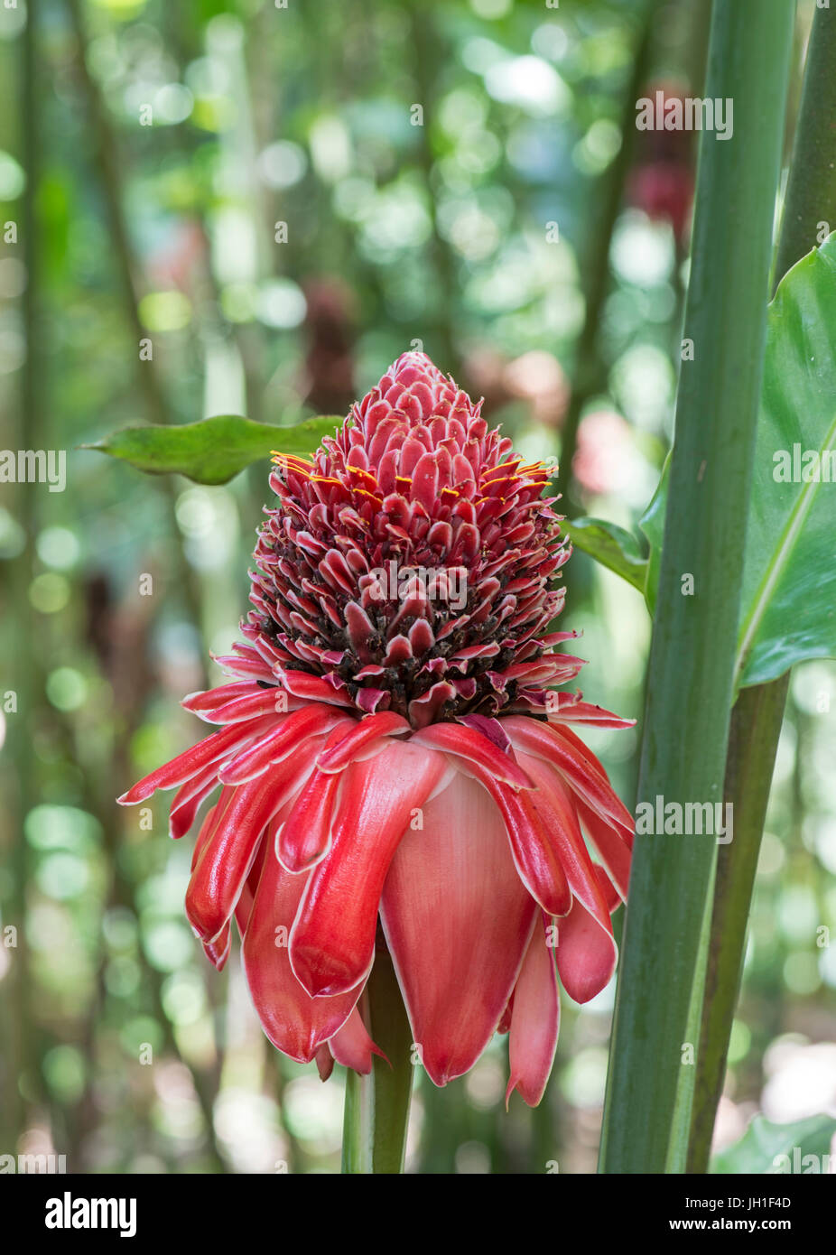 Torch Ginger Ginger Flower Red Ginger Lily Torch Lily Wild Ginger Etlingera Elatior Trinidad Stock Photo Alamy Torch Ginger Ginger Flower Red Ginger Lily Torch Lily Wild Ginger Etlingera Elatior Trinidad Stock Photo Alamy