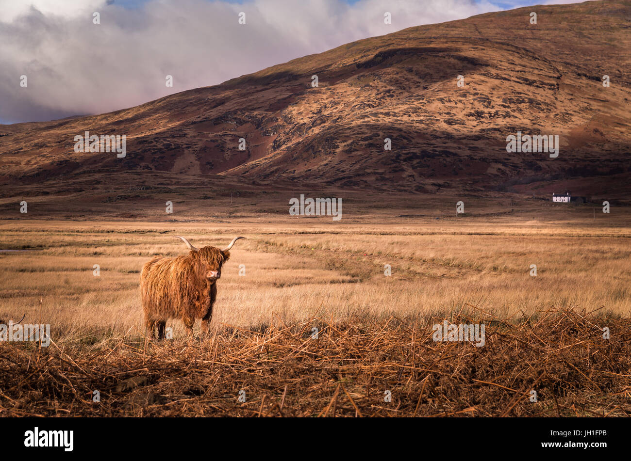 Highland Cow with hill and small white cottage in the background on the Isle of Mull, Scotland, UK Stock Photo