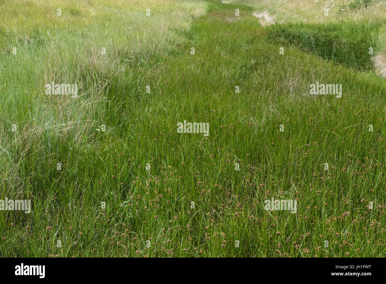 A ditch on the inside of a sea wall overgrown with Sea Club Rush (Bolboschoenus maritimus) Stock Photo