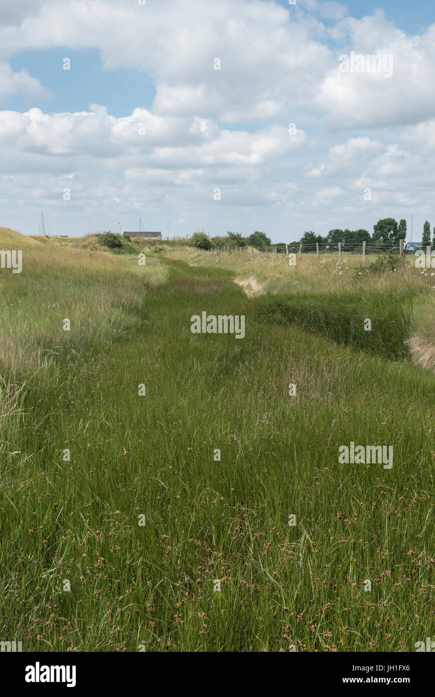 A ditch on the inside of a sea wall overgrown with Sea Club Rush (Bolboschoenus maritimus) Stock Photo