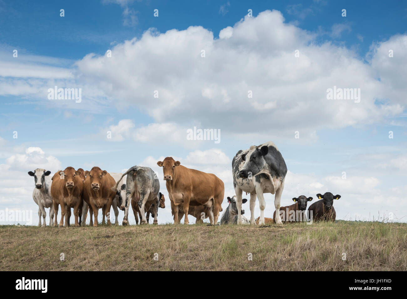 A Small Herd Of Cattle Stock Photo Alamy