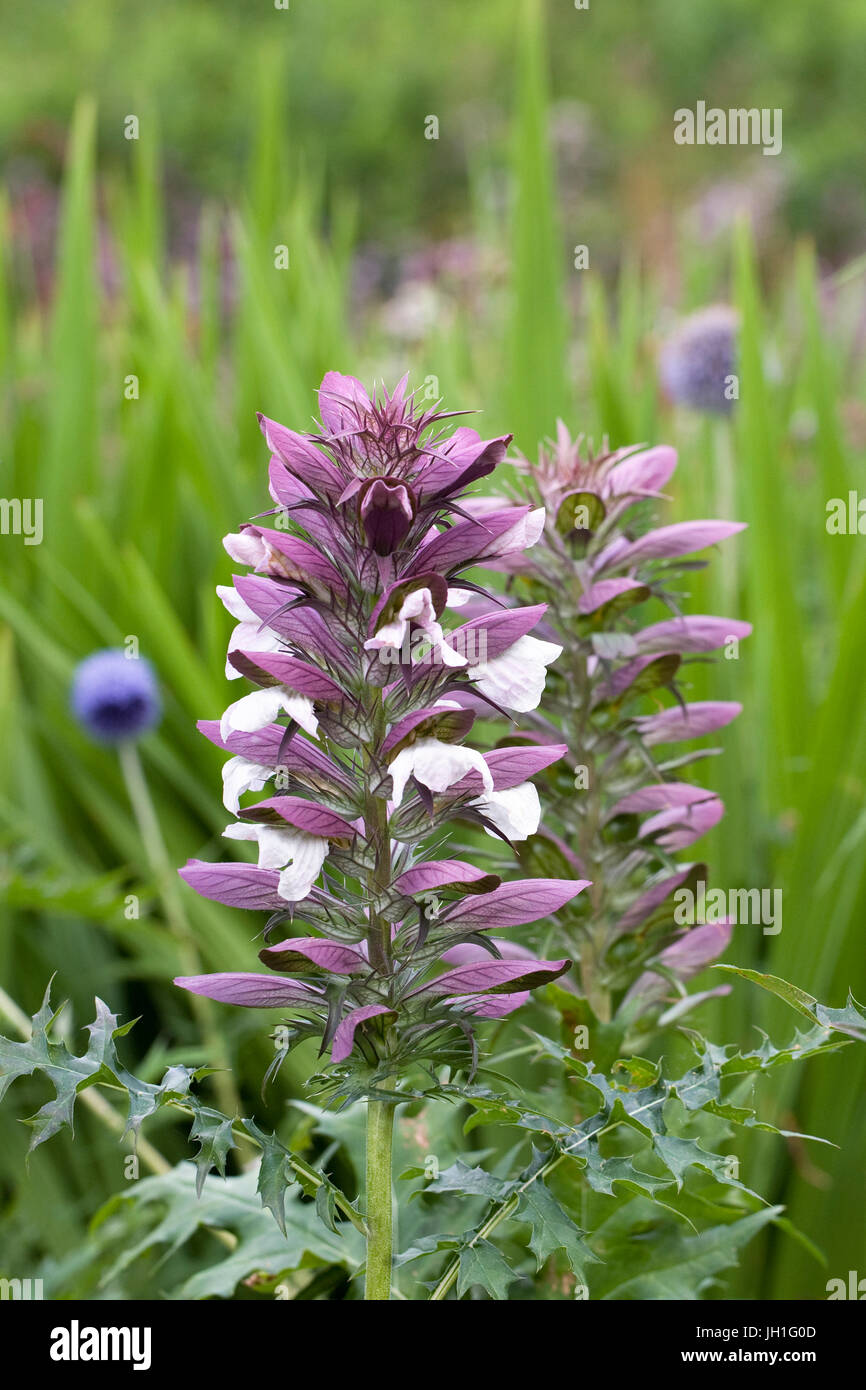 Acanthus spinosus in the garden. Stock Photo