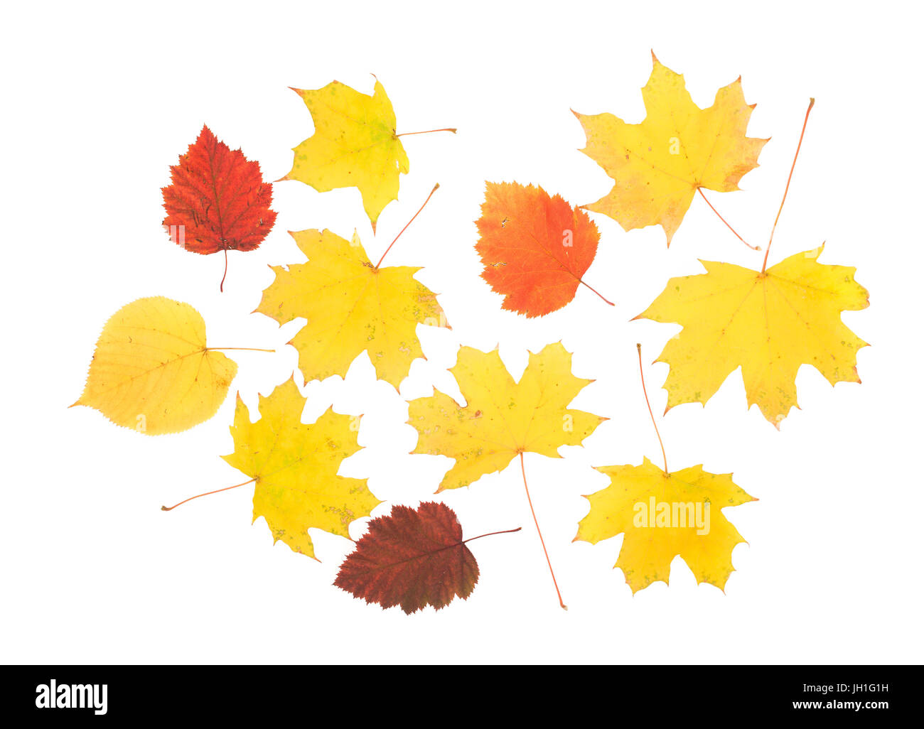 Composition of autumn leaves. Leaves are on the white background Stock ...