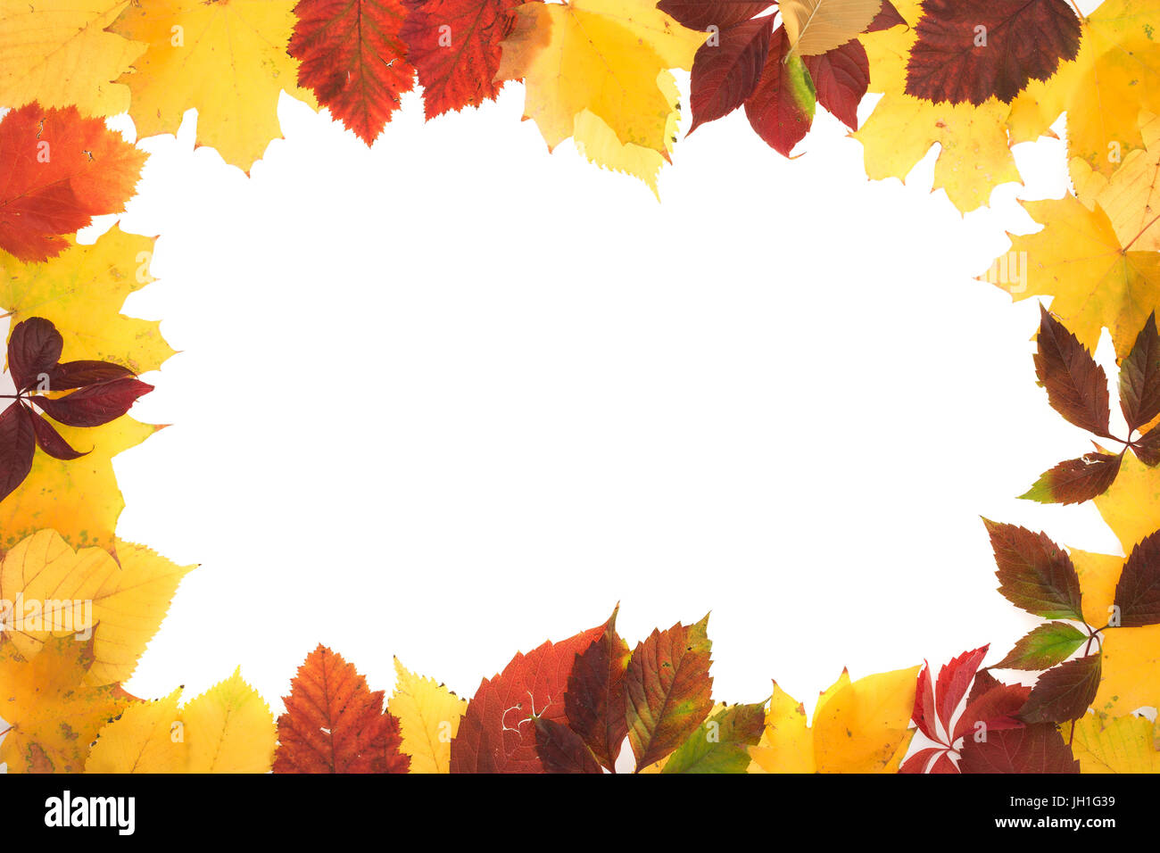 Frame of autumn leaves. Leaves are on the white background Stock Photo ...