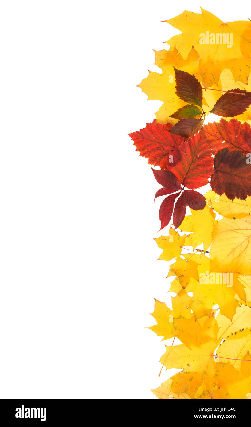 Frame of autumn leaves. Leaves are on the white background Stock Photo ...