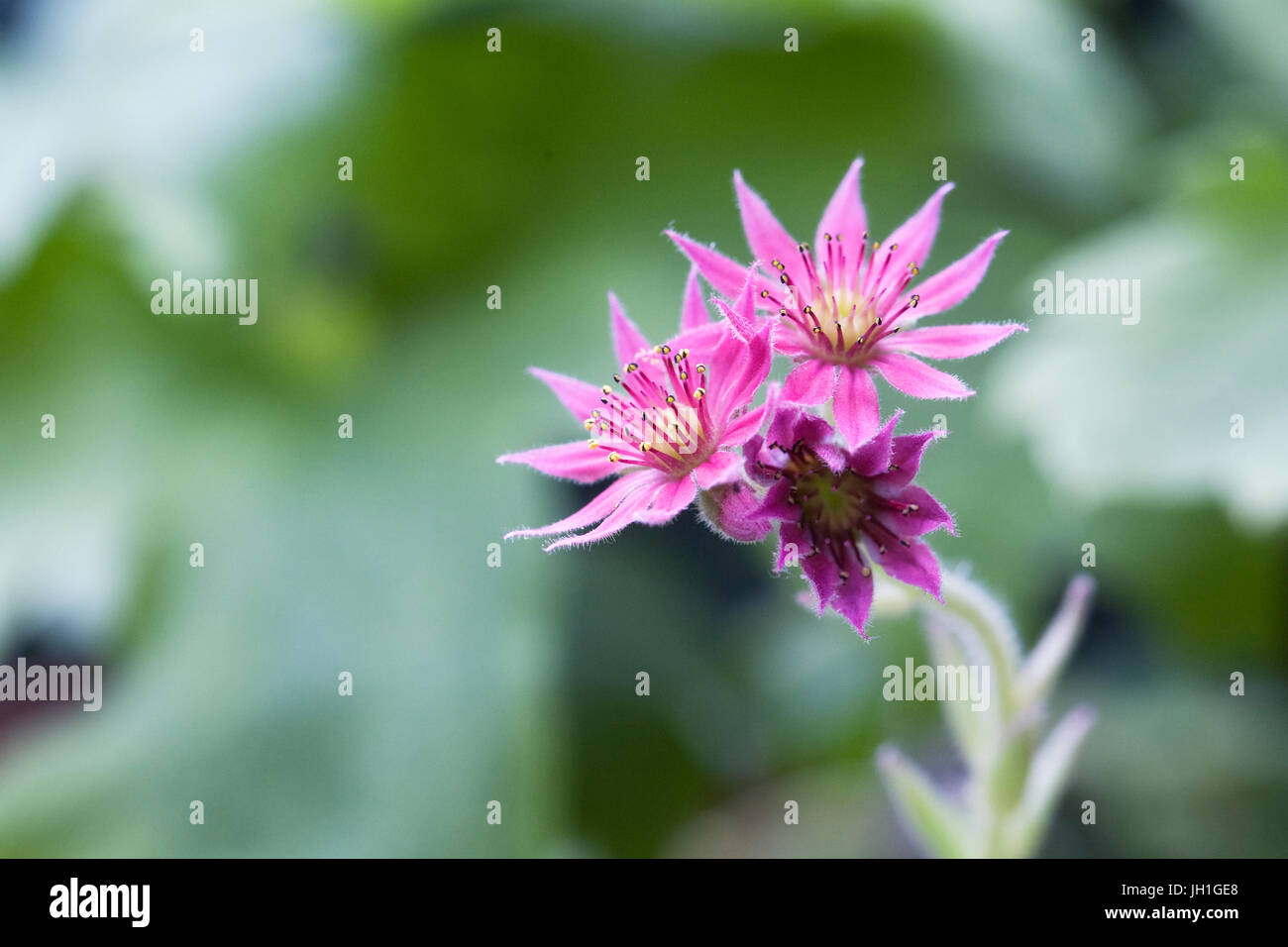 Sempervivum 'Charlotte'. House Leek flowers. Stock Photo