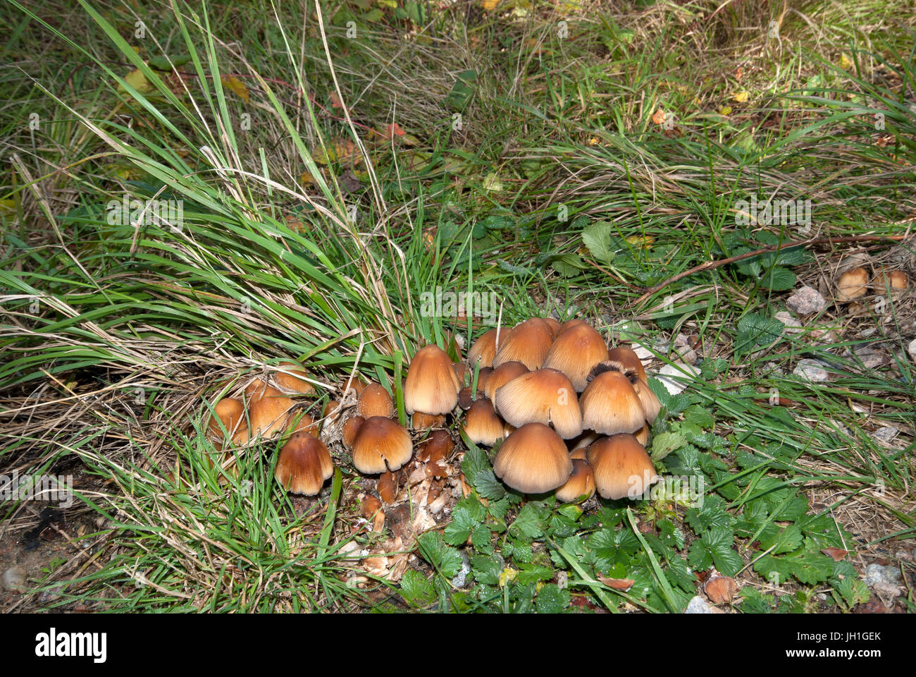 Mushrooms in the forest, Whiteshell Provincial Park, Manitoba, Canada Stock Photo Alamy