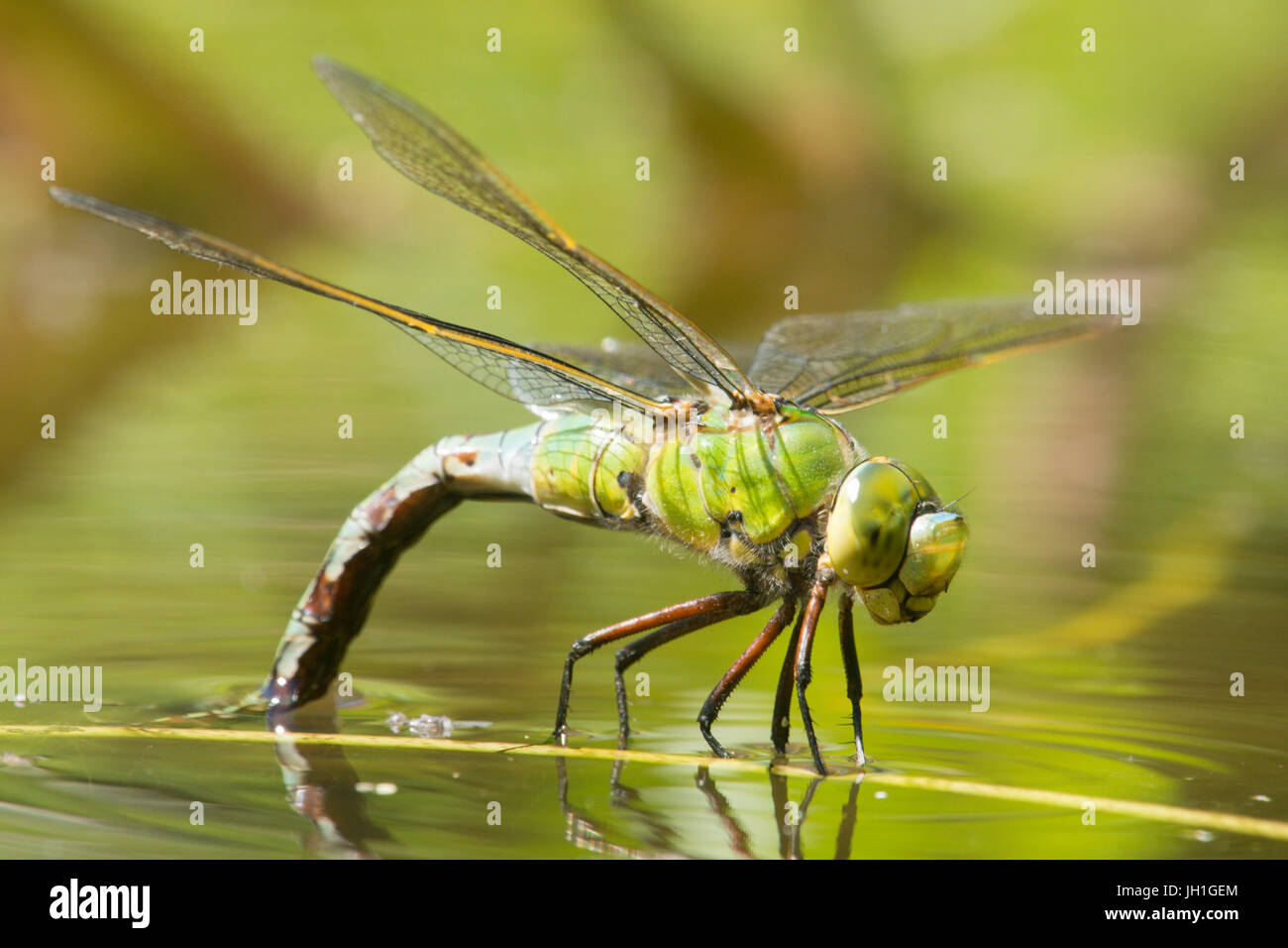 Emperor Dragonfly, Anax imperator. Female ovipositing, laying eggs. July. Sussex, UK.  In garden wildlife pond. Stock Photo