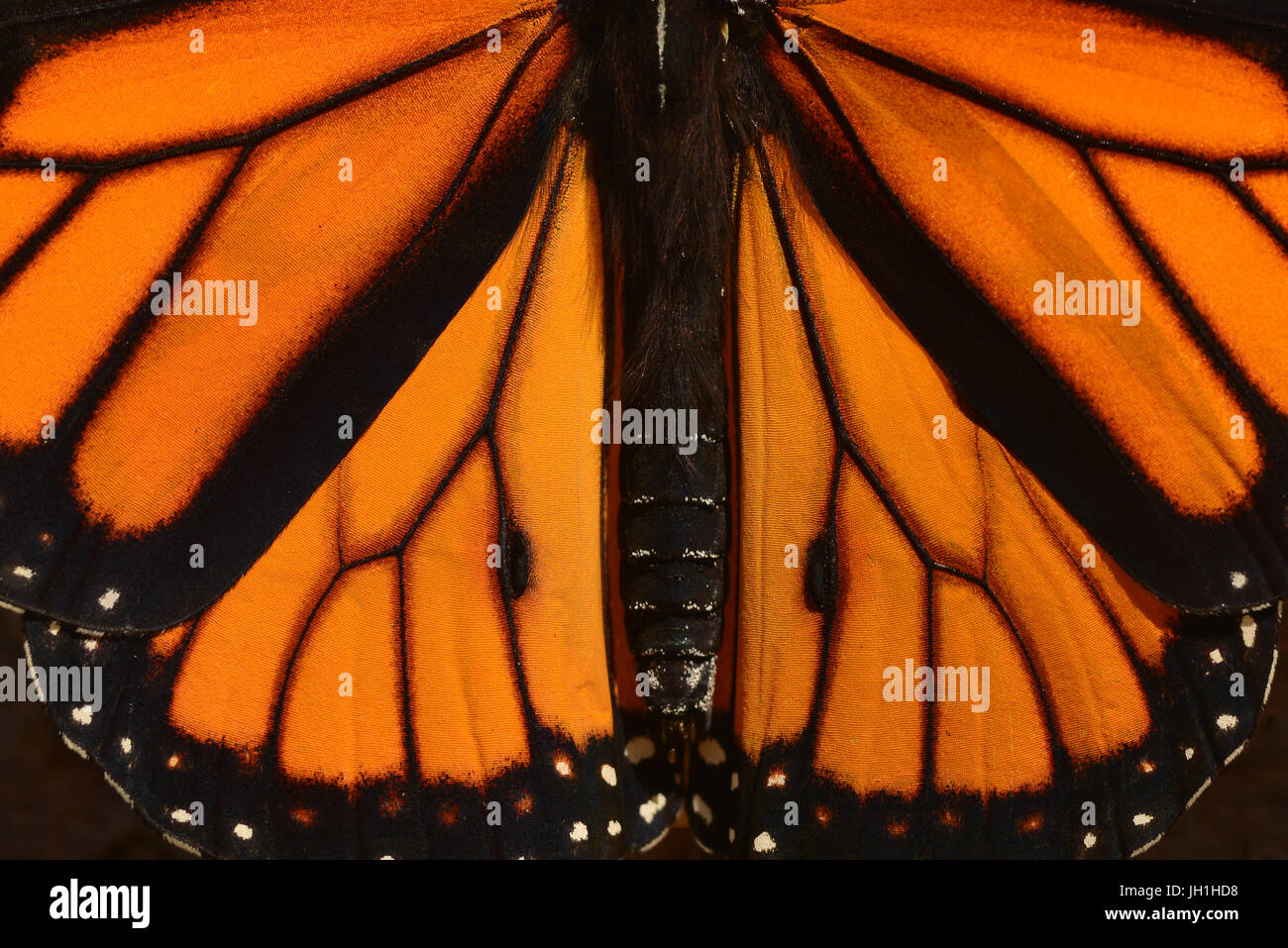 Closeup of a Monarch Butterfly in California. Stock Photo
