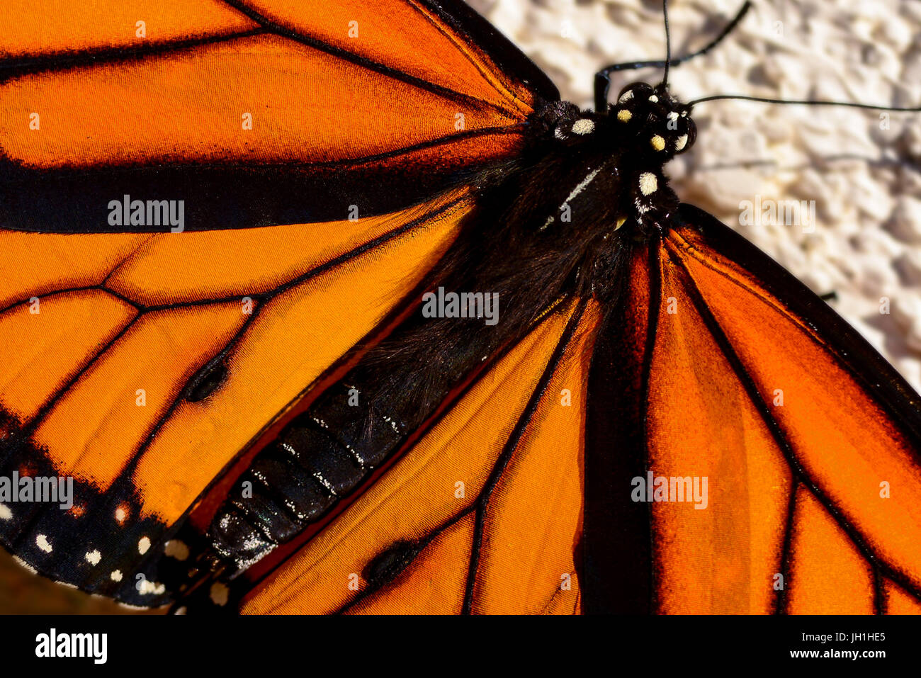 Closeup of a Monarch Butterfly in California. Stock Photo