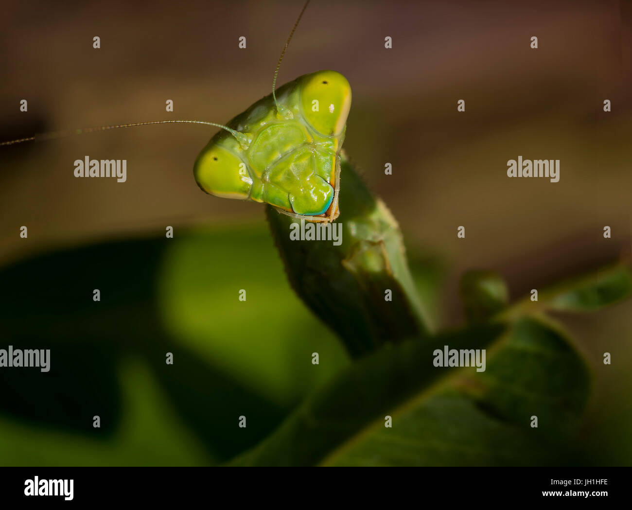 Closeup of a Praying Mantis Stock Photo