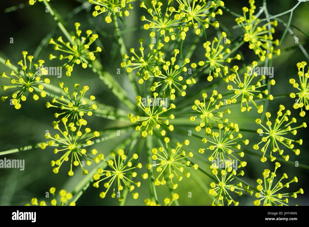 Dill flower heads top view Stock Photo Alamy