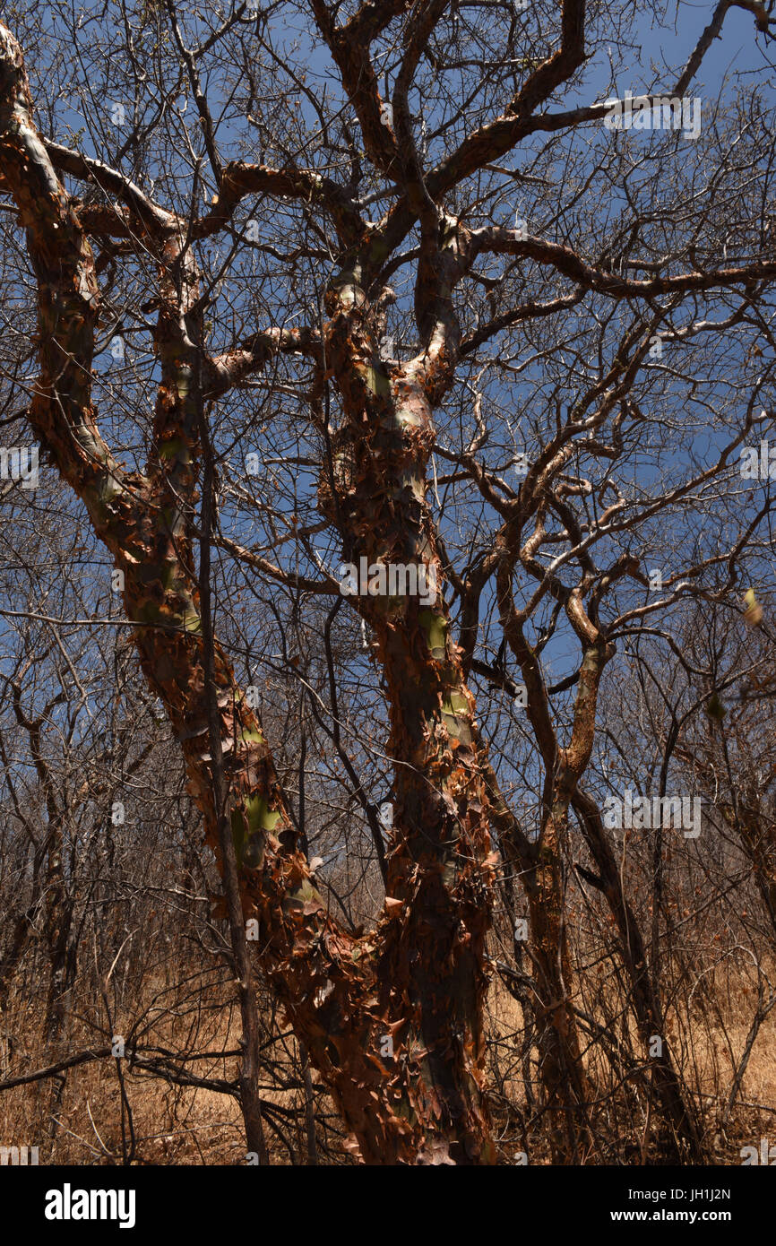 Tree Imburana, (Commiphora leptophloeos), 2017, Caatinga, Boa Vista, Paraíba, Brazil Stock Photo