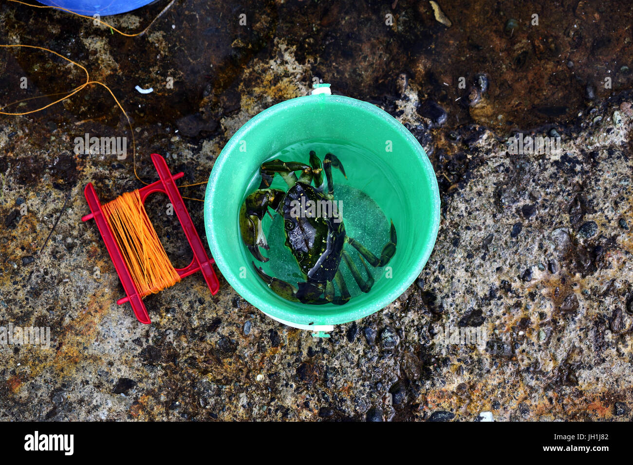 Crab in a bucket, with crab fishing line. Tayvallich, UK Stock Photo