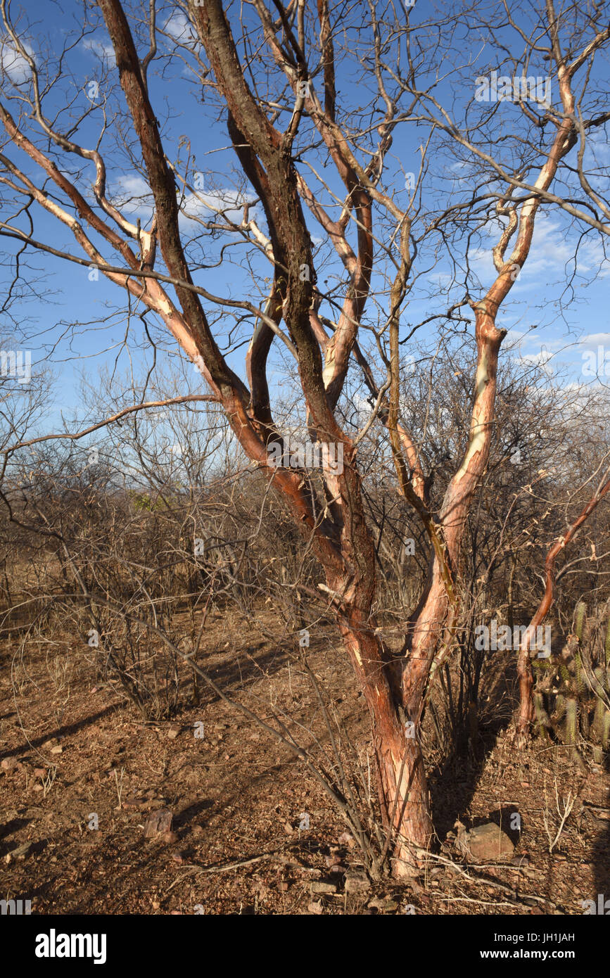 Tree Imburana, dry, 2017, Caatinga, Boa Vista, Paraíba, Brazil Stock Photo