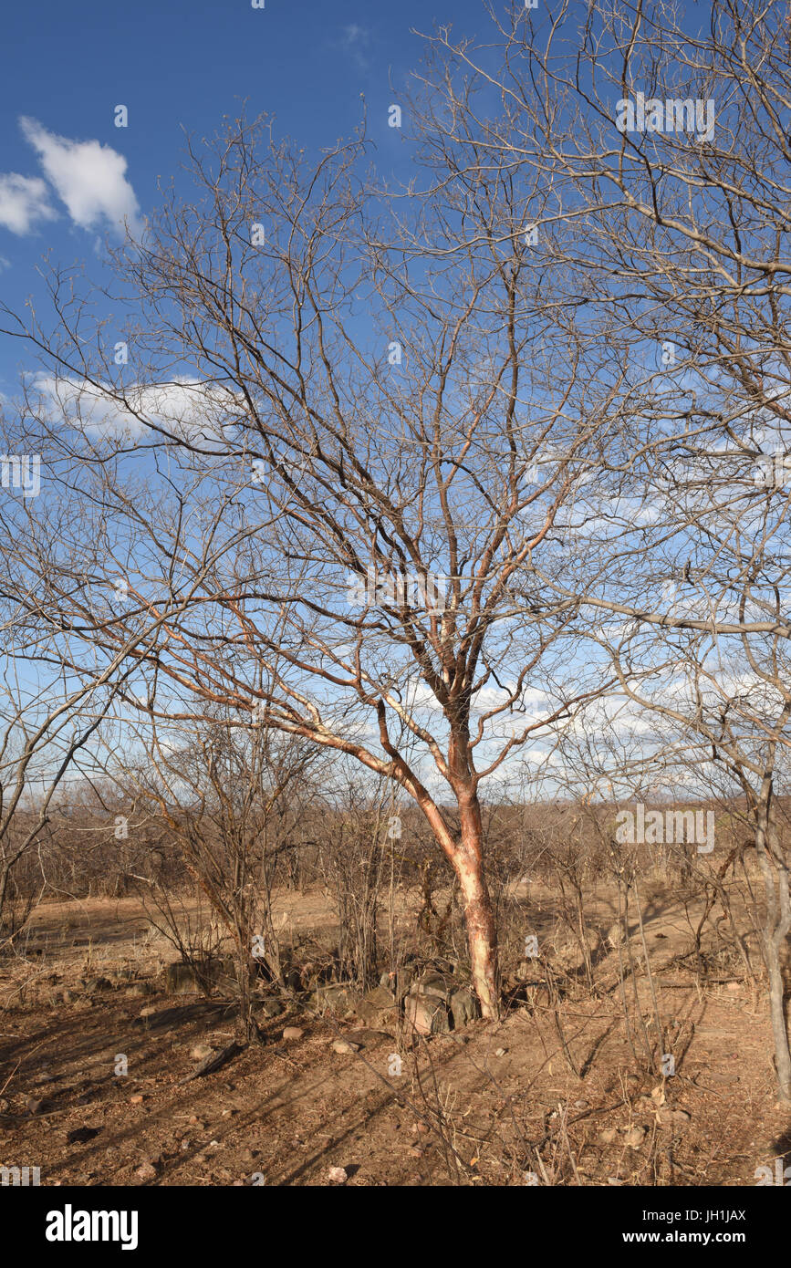 Tree Imburana, dry, 2017, Caatinga, Boa Vista, Paraíba, Brazil Stock Photo