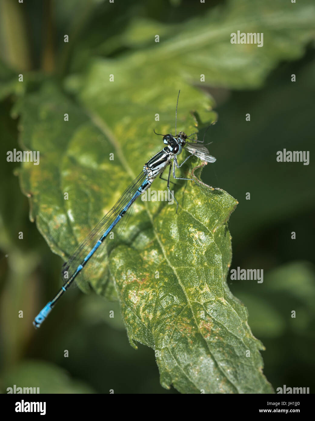 Male azure damselfly on a leaf and holding a long legged fly in its mandibles. Stock Photo