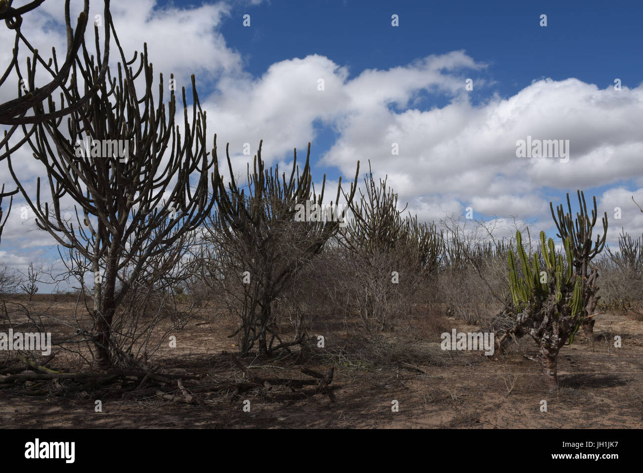 Cactus, mandacarú, dry trees, 2017, Caatinga, Boa Vista, Paraíba, Brazil Stock Photo