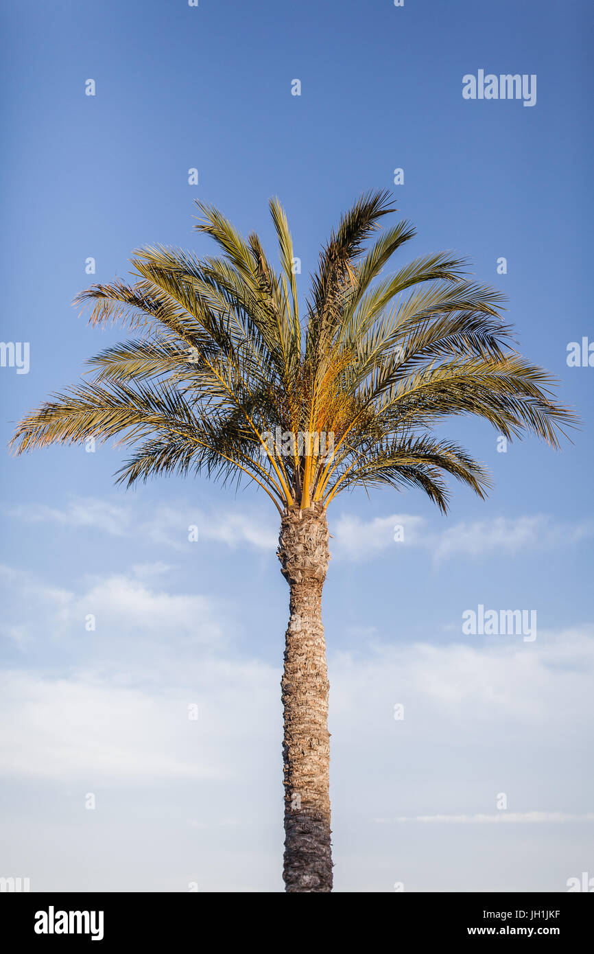 Palm tree with clear blue sky background Stock Photo - Alamy
