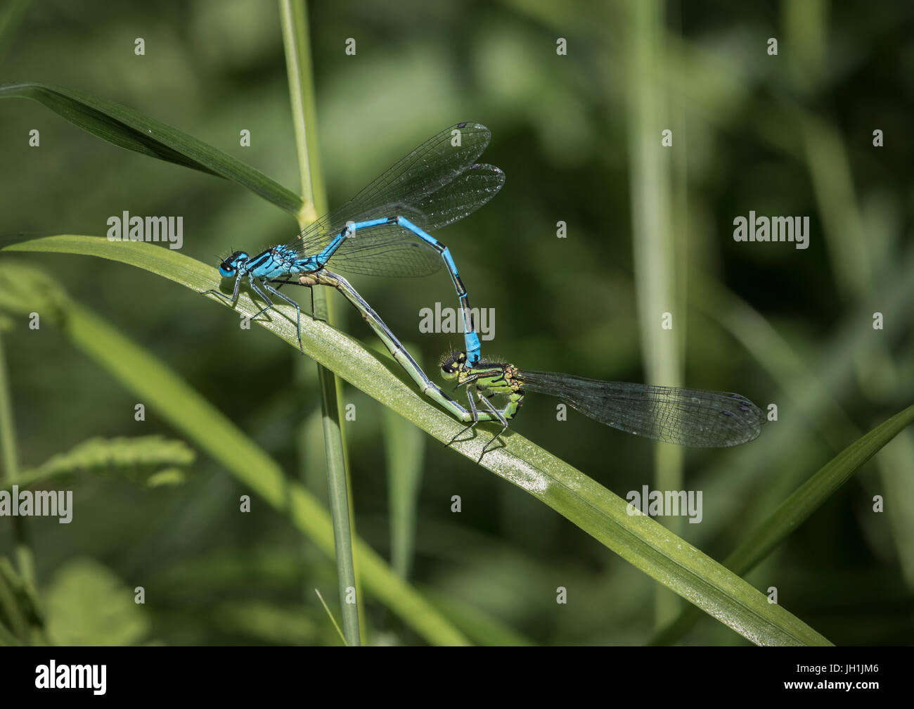 Azure damselfly male and female in mating wheel on a blade of grass ...