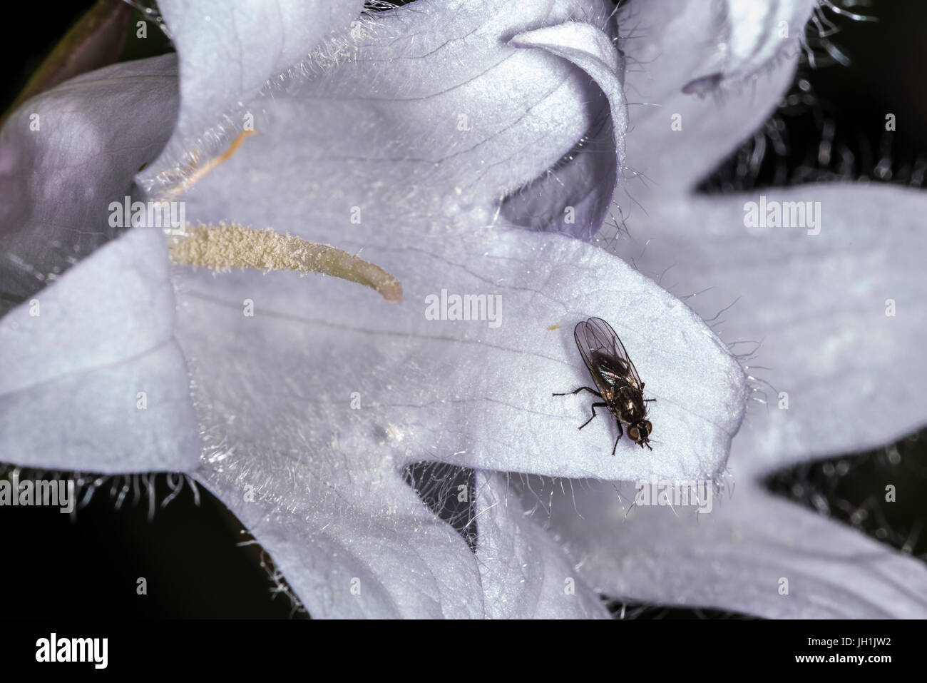 Close up image of fly resting on petal of white Campanula bell flower Stock Photo
