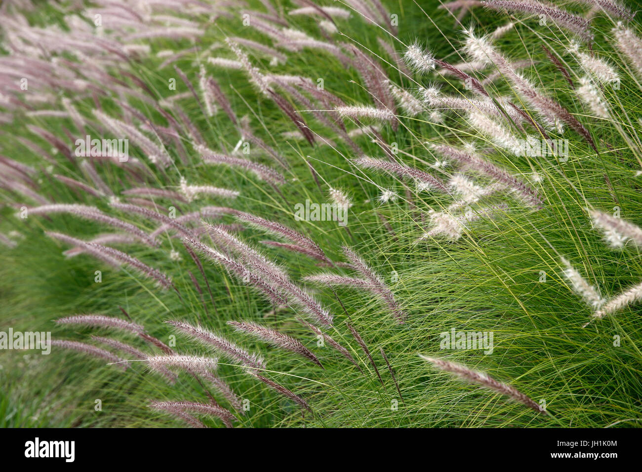 Wild grass in the Memorial Valley at the Peace Memorial in Caen, Normandy. France. Stock Photo