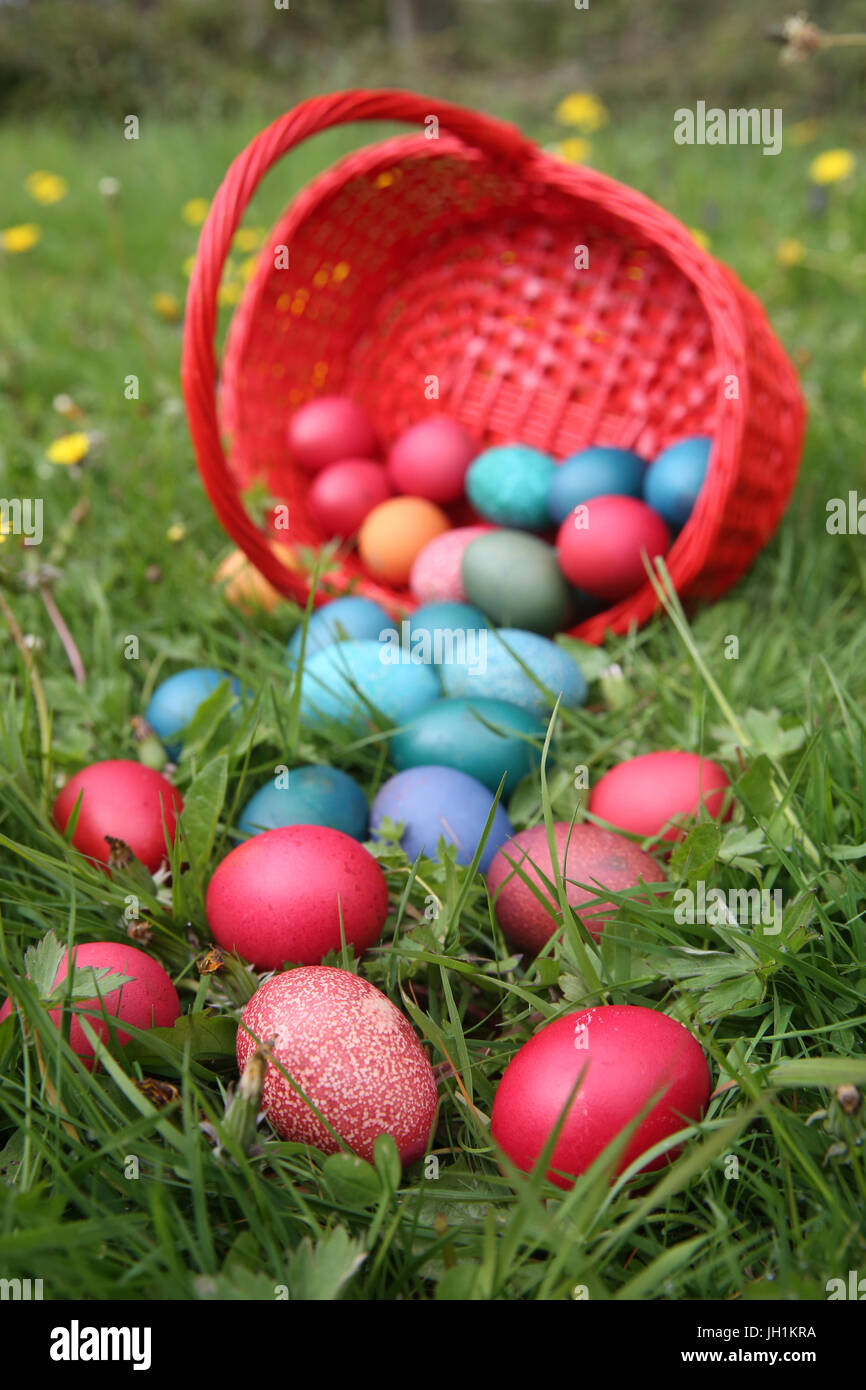 Colorful easter eggs in a basket.  France. Stock Photo