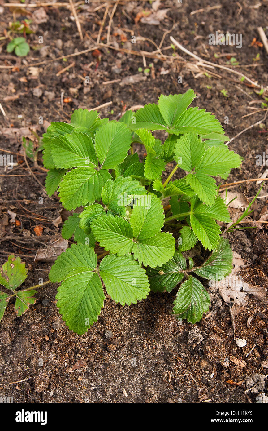 Bush of strawberry with young green leaves planted in the ground. The ...