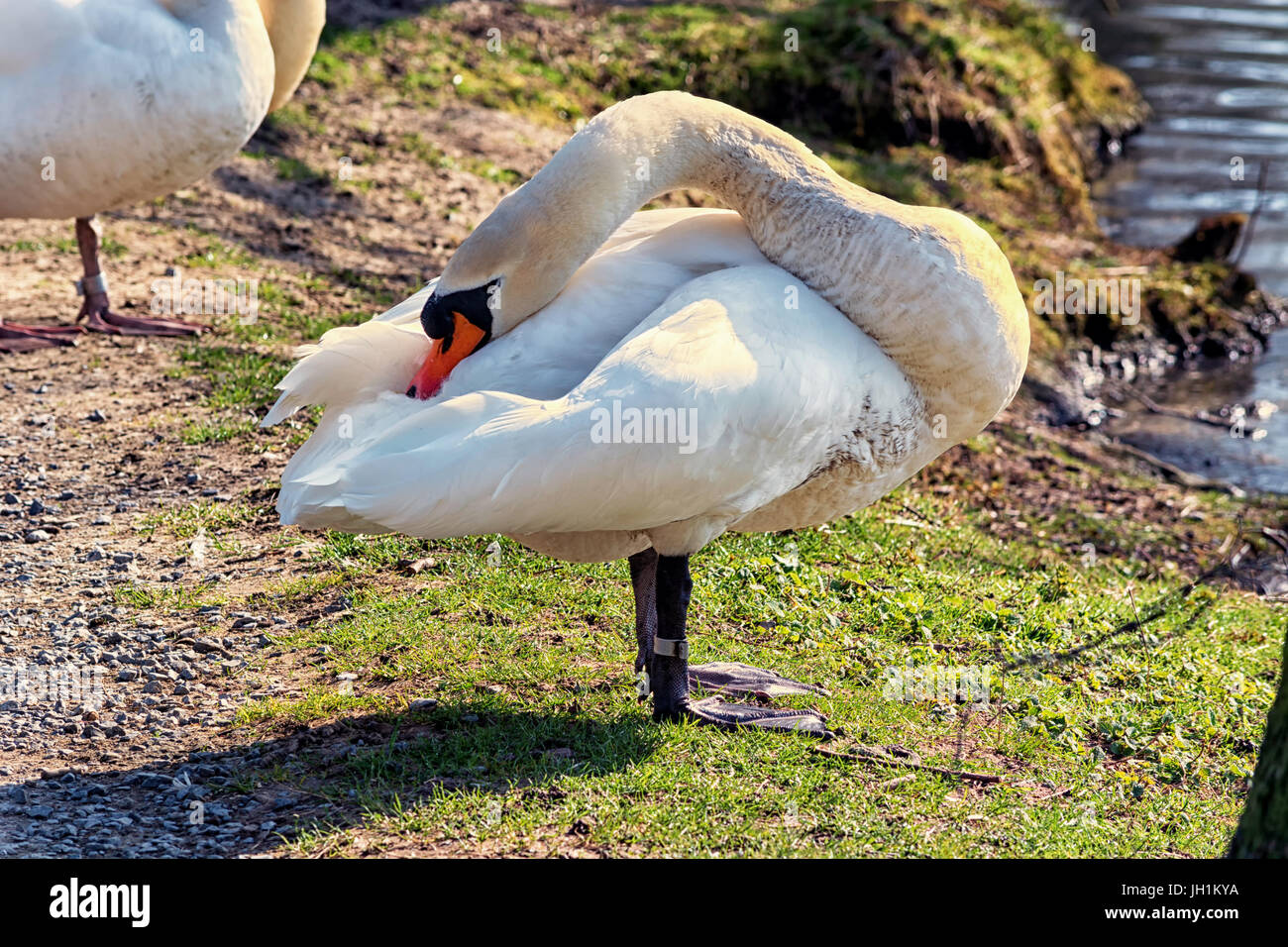 Swan in a meadow in the shore of a lake Stock Photo