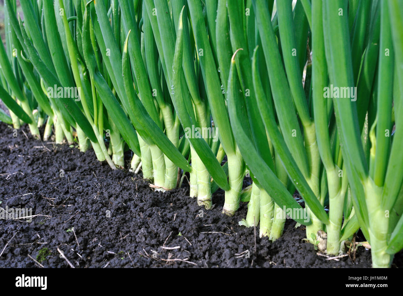 organically cultivated onion plantation in the vegetable garden after the watering Stock Photo