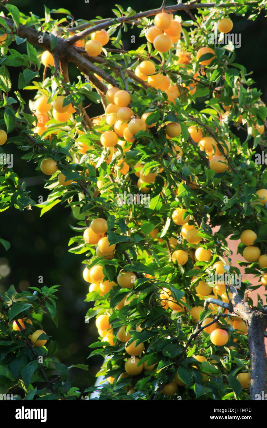 A bow of yellow cherry plums hanging in abundance as a background Stock Photo