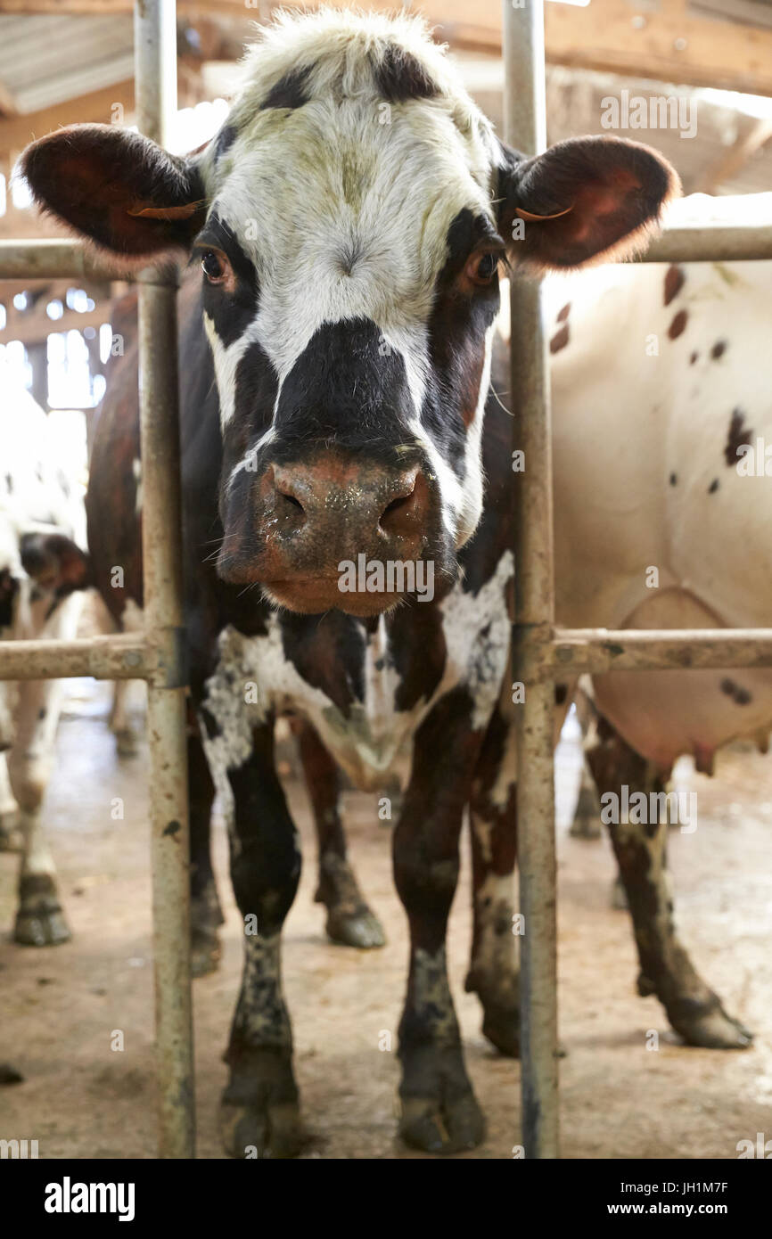 Dairy cow in a milking station. France. Stock Photo