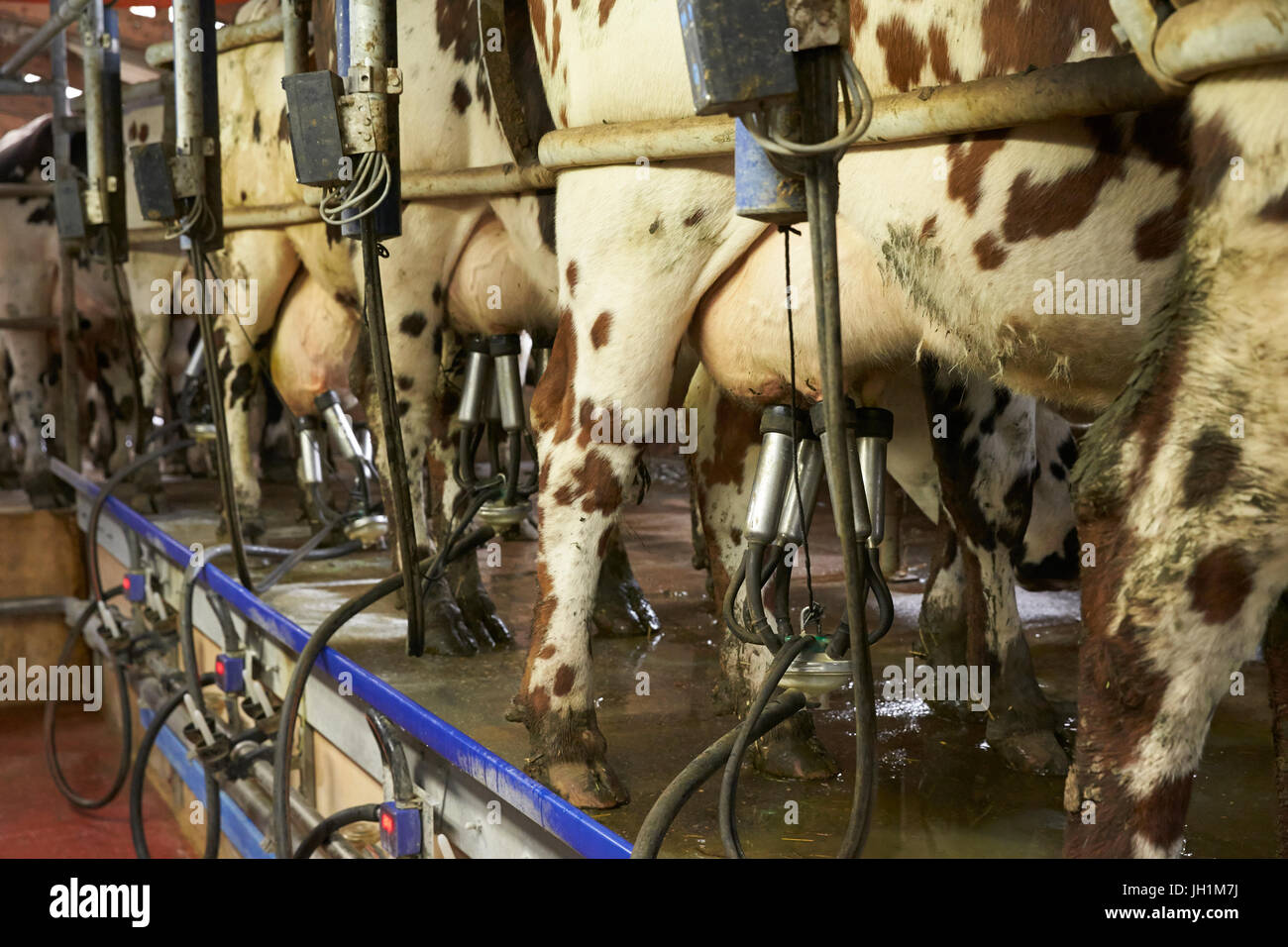 Milking station in a dairy farm. France Stock Photo Alamy