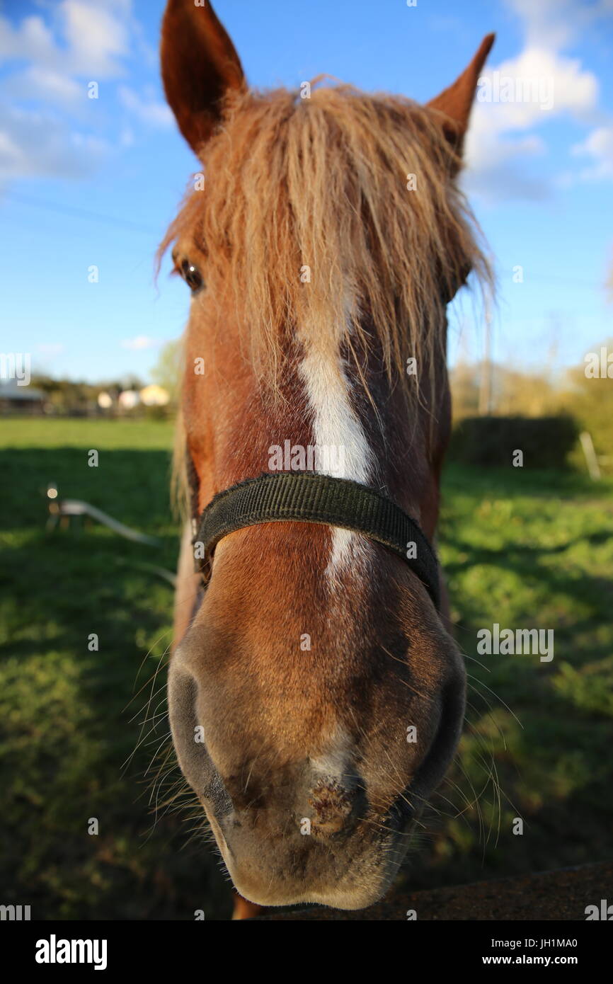 Une photo de tête d'un beau cheval skewbald dans une tête de col en cuir  Photo Stock - Alamy