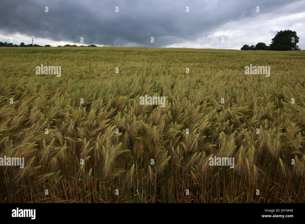 Wheat field. France Stock Photo Alamy