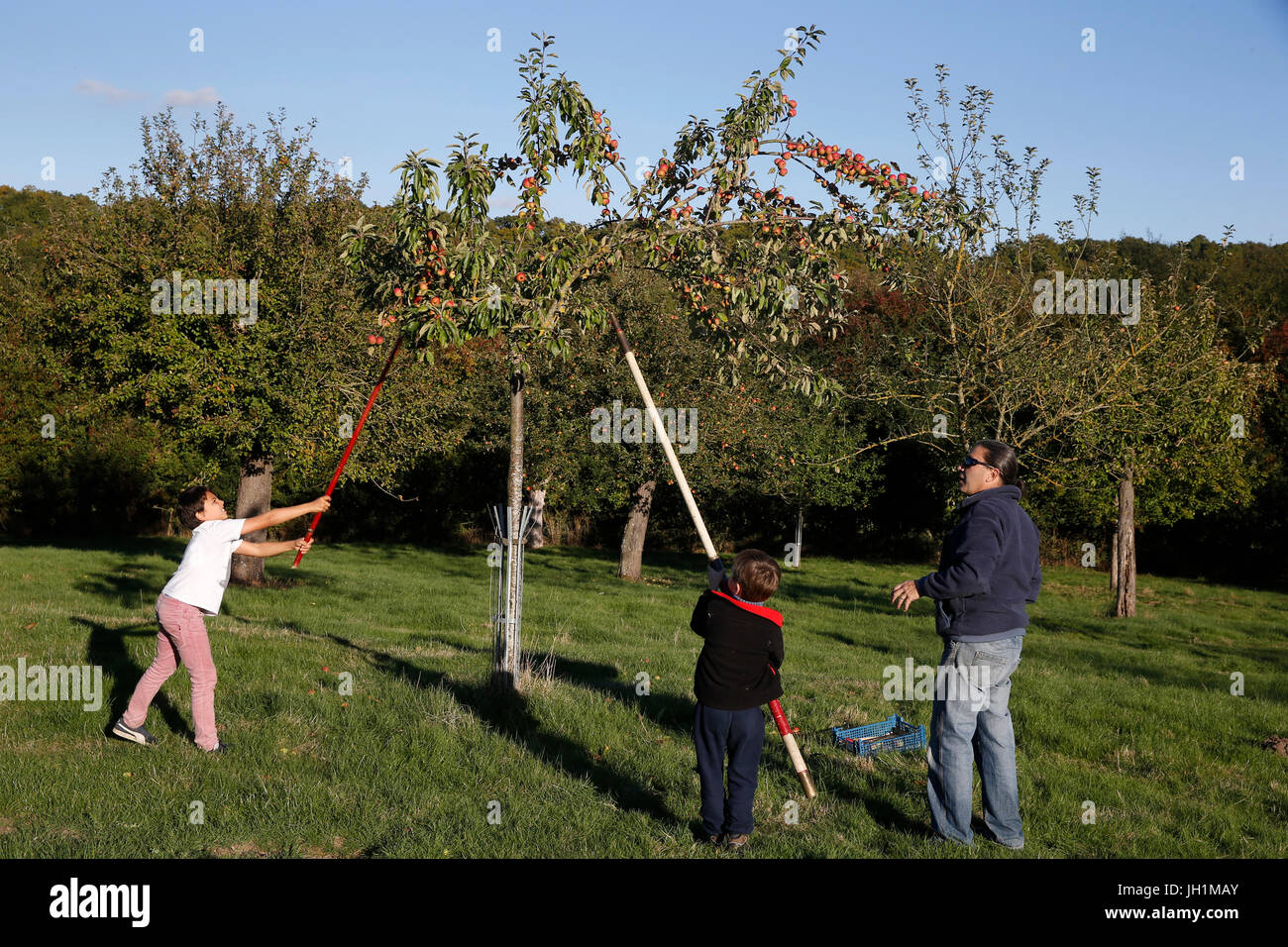 Boys knocking down apples. France. Stock Photo