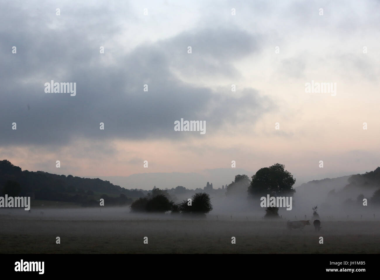 Misty landscape with cows. France. Stock Photo