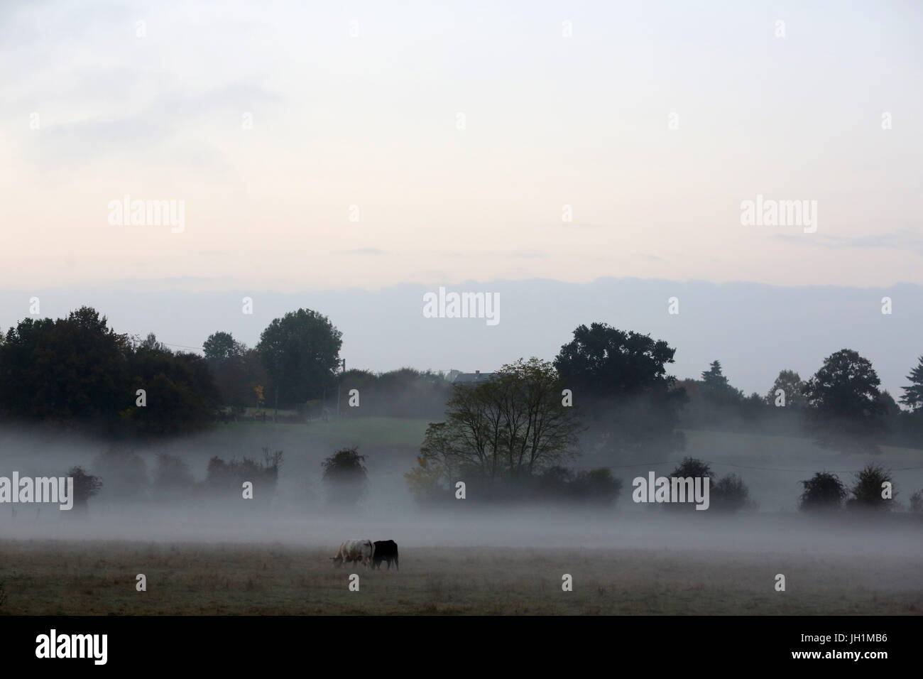 Misty landscape with cows. France. Stock Photo