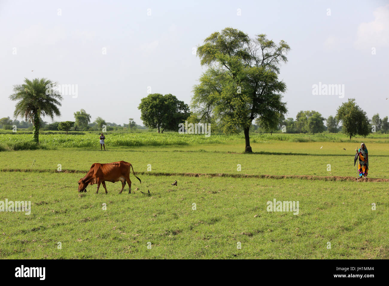 Indian farmer hi-res stock photography and images - Alamy