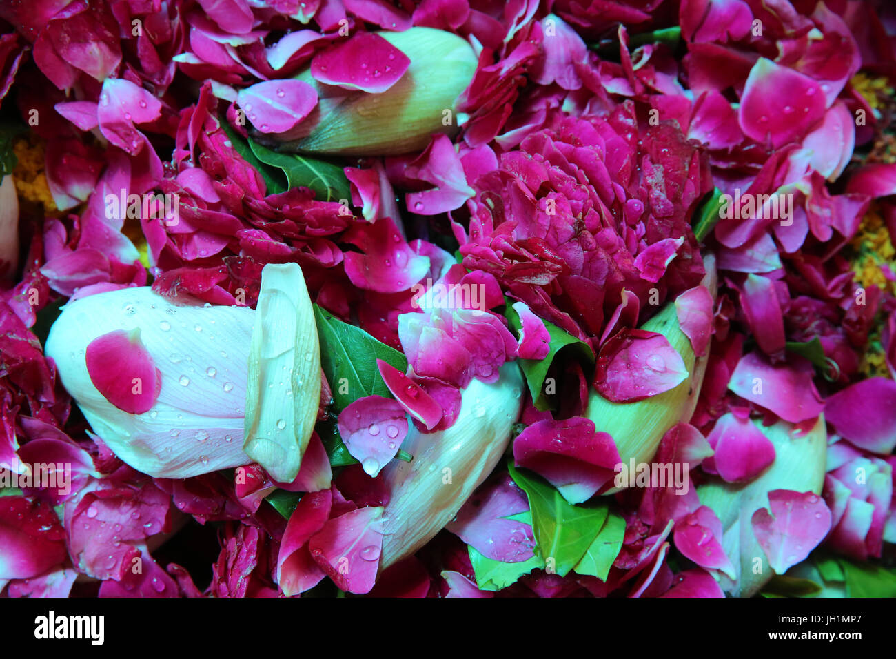 Flower petal offerings in Radha Rani temple, Barsana, Uttar Pradesh. India. Stock Photo