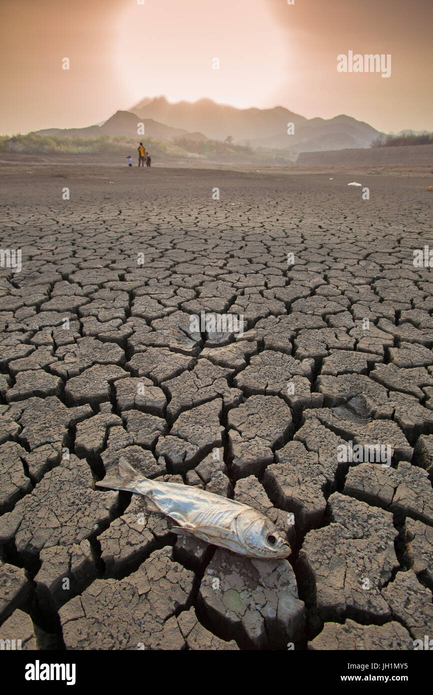 Dead fish laying on parched soil Stock Photo