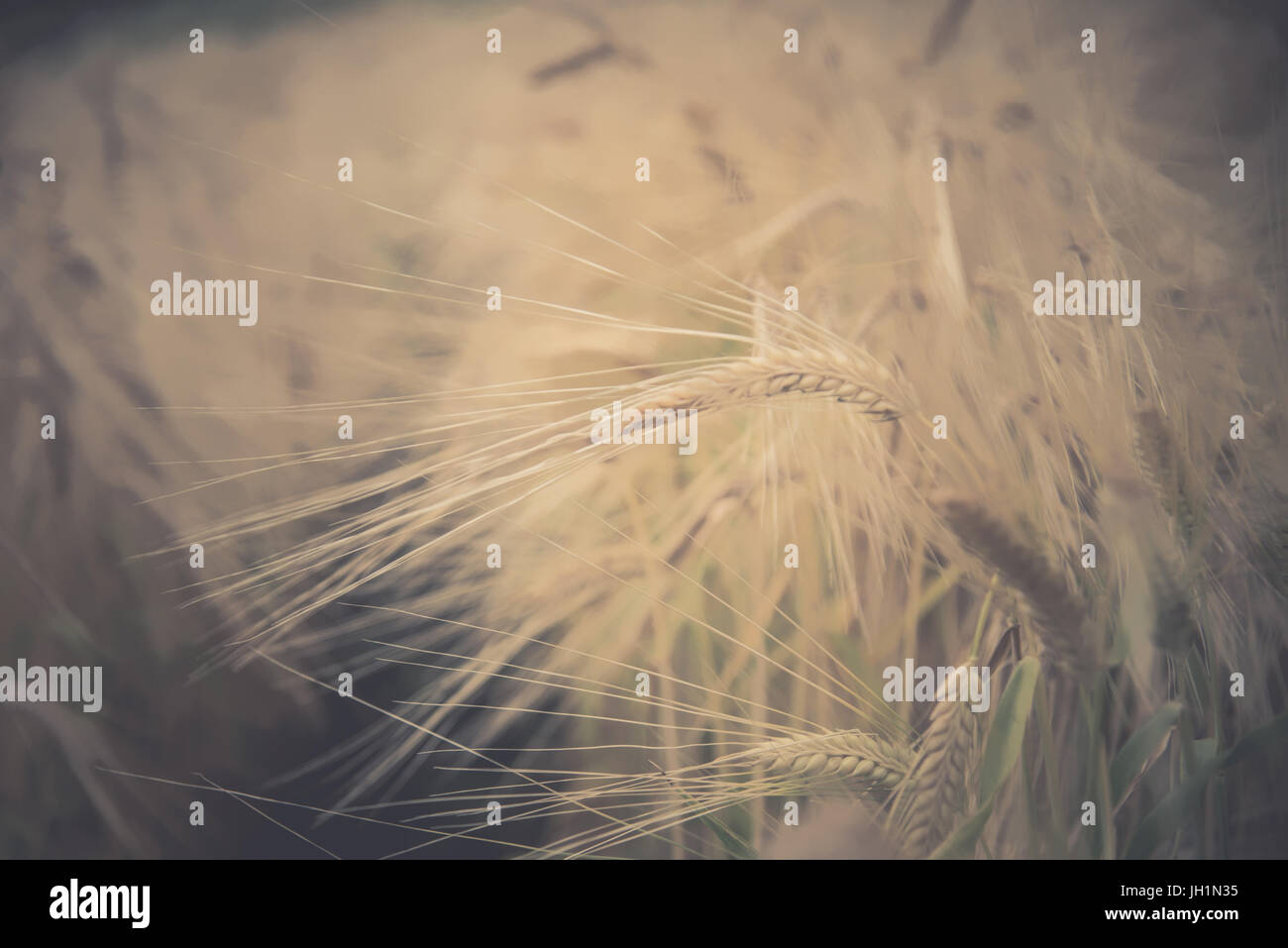 Blurred Rice Blurred and soft focus Retro Toned Golden rice spike in the rice field ...