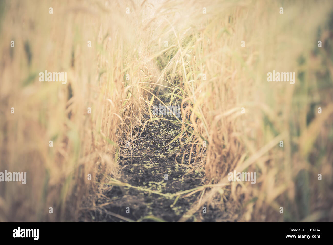 Blurred Rice Blurred and soft focus Retro Toned Golden rice spike in the rice field ...