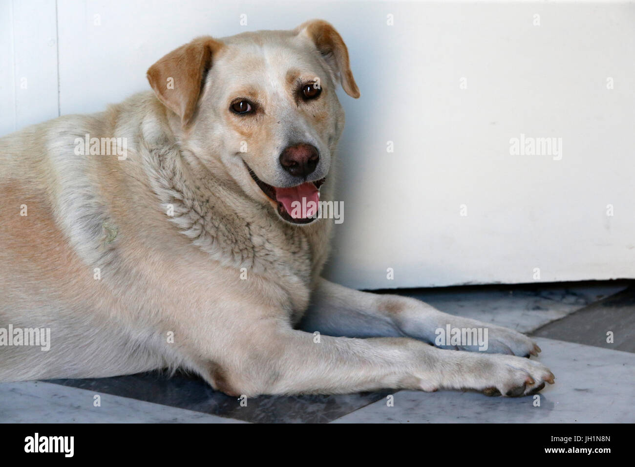 Dog suffering from summer heat. Italy. Stock Photo