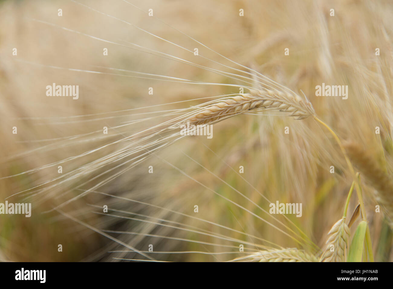 Blurred Rice Blurred and soft focus Retro Toned Golden rice spike in the rice field ...