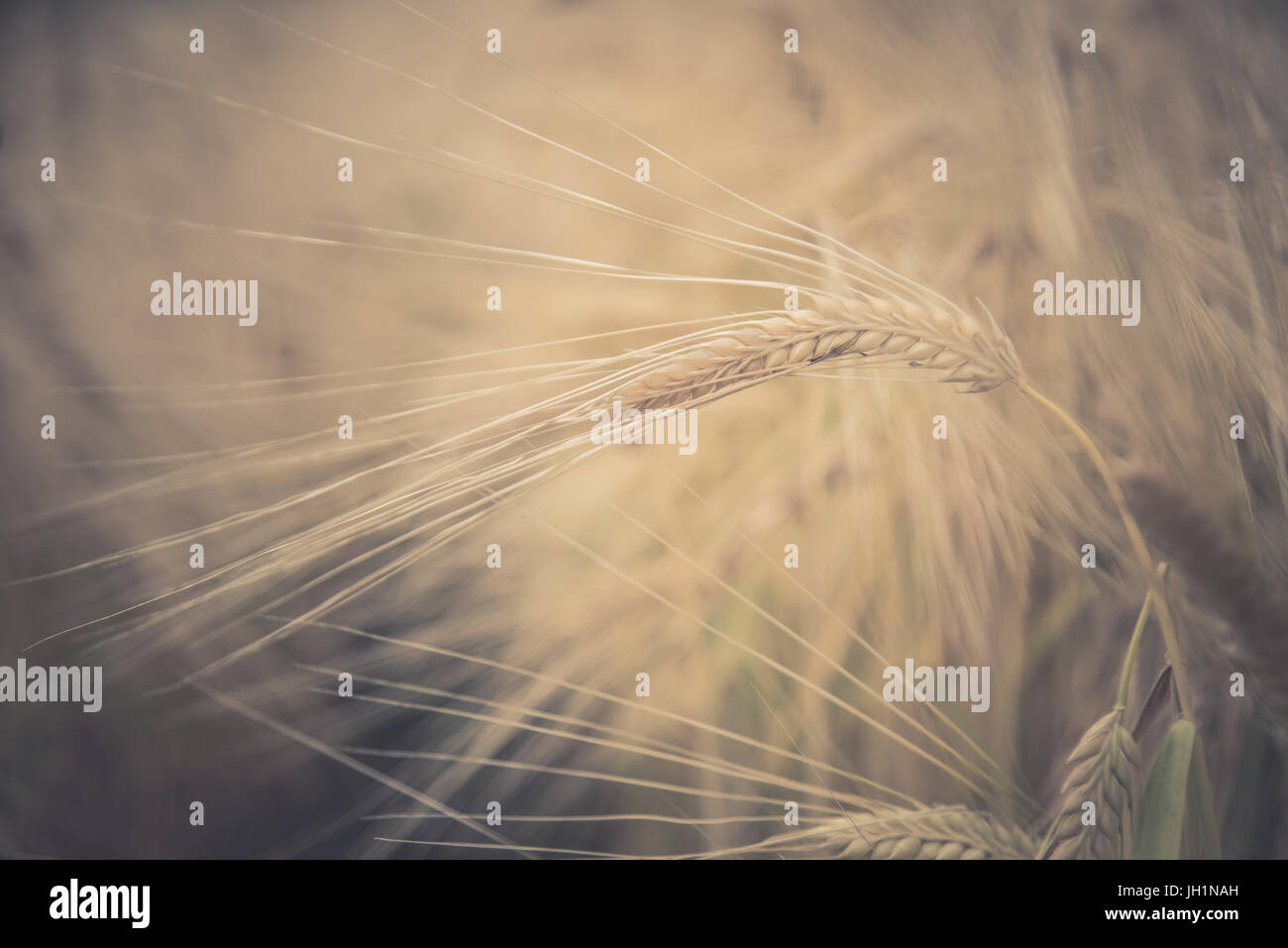 Blurred Rice Blurred and soft focus Retro Toned Golden rice spike in the rice field ...