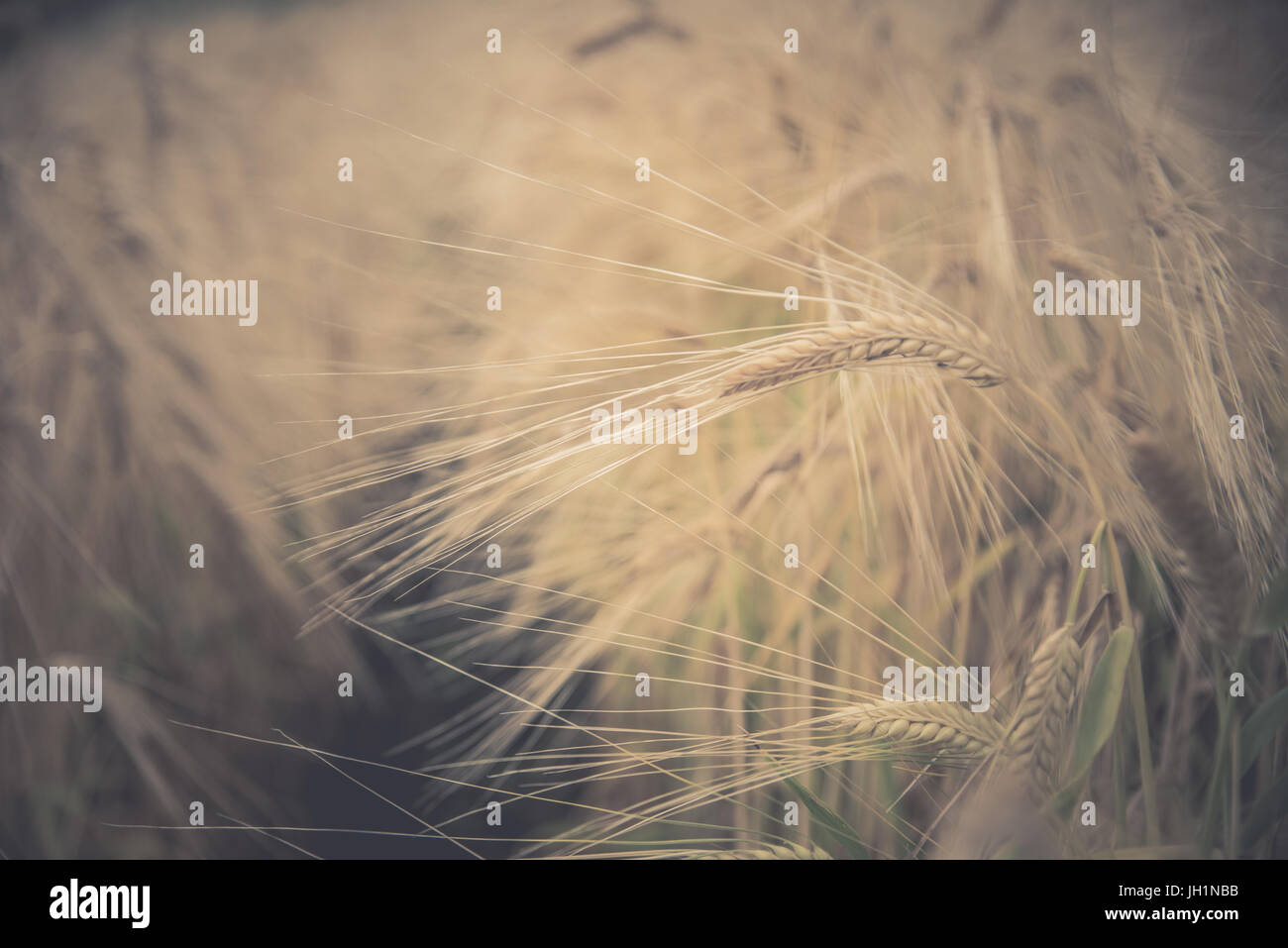 Blurred Rice Blurred and soft focus Retro Toned Golden rice spike in the rice field ...